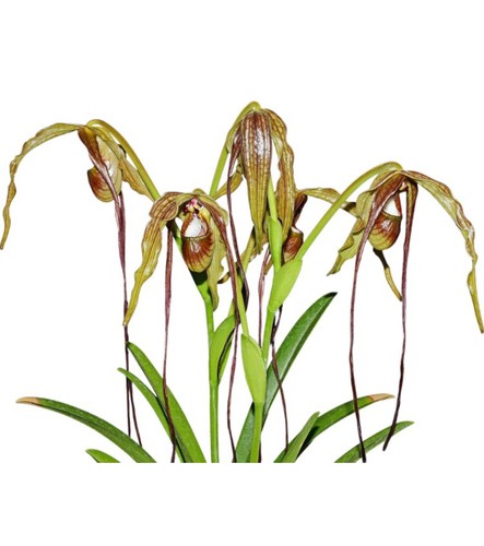 Phragmipedium majestic tresses - phragmipedium,