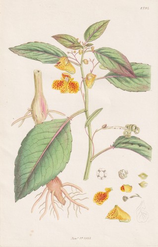 Impatiens fulva botany - impatiens,