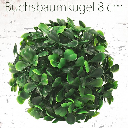 Buis boule plante - de,