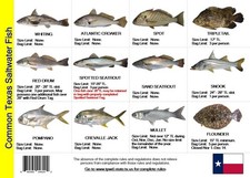 Saltwater Fish ID and