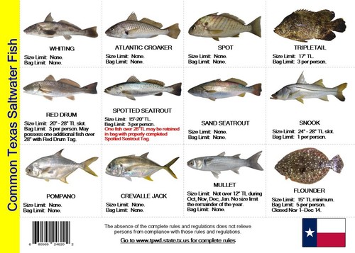 Saltwater fish and - saltwater,