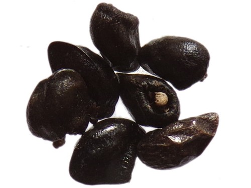 Consoude officinale - officinale,