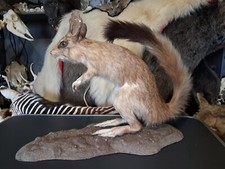 Taxidermie de lièvre sauteur ; Springhare ; Pedetes capensis