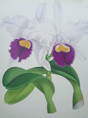 John nugent fitch original - john,