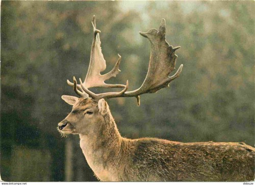 Carte postale animaux - postale,