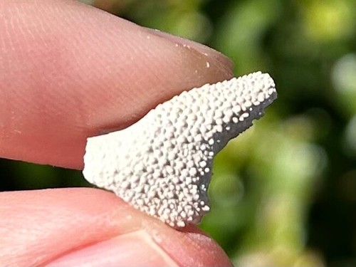 Texas fossil crab - texas, claw