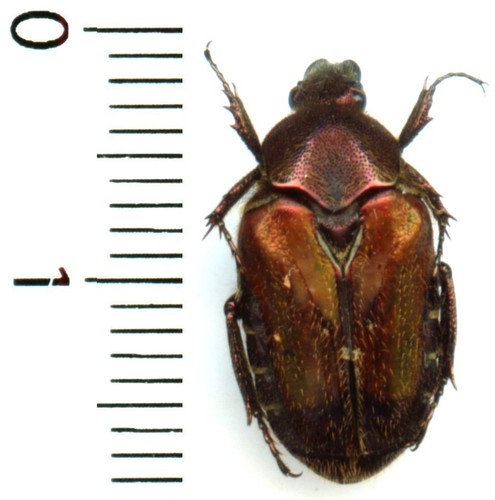 Cetoniidae taeniodera - -,