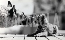 Photo de presse vintage Berger