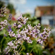 Huile essentielle de lavande