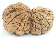 Super Collection Taille Gauri