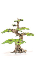 1 x OAK TREE / MINIATURE /THE