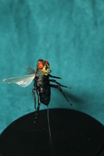 taxidermie  faux insecte alien