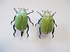 Entomologie Rutelidae Chrysina erubescens Couple Mexique