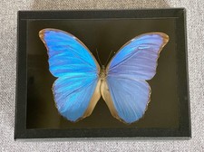 Deyrolle papillon morpho naturalisé entomologie insecte cabinet de curiosité