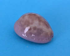 Cypraea poraria 17,9 mm Gem