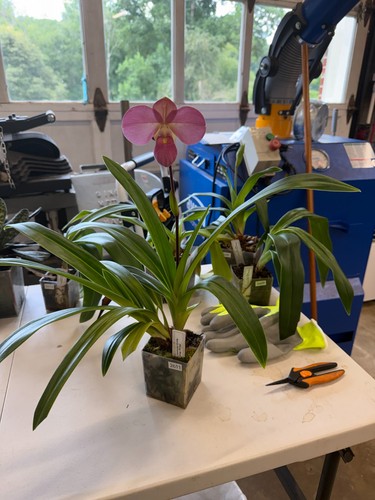 Phragmipedium mem mariza - phragmipedium, mem.