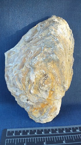 Ostrea crassissima huitre - ostrea,
