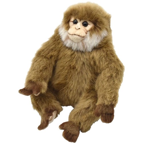 Hansa barbary macaque - hansa,