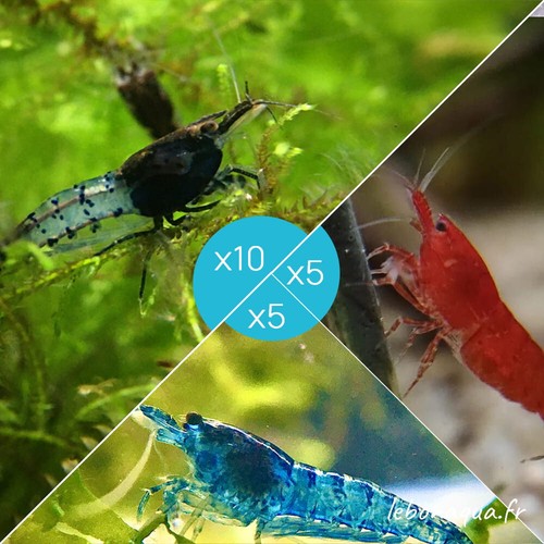Lot crevettes 10 rili - de,