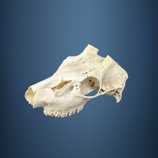 586KU Crane de cerf, bois de