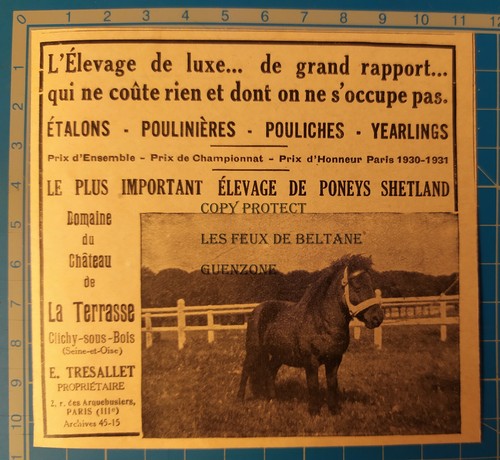 Elevage poneys shetland - elevage,