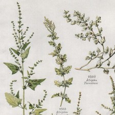 Atriplex   Pl 512 - Plante