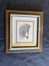 Gravure ancienne Canard Pilet