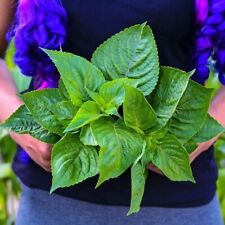 Basil African Nunum - Ocimum