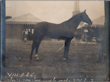 France, Paris, Concours Général Hippique, Etalon Pur-Sang Arabe devant la Tour E