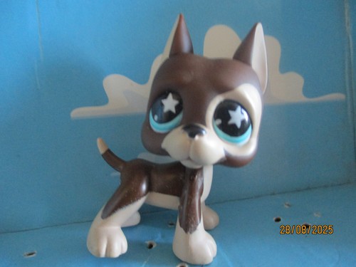 Petshop chien dogue argentin - chien,