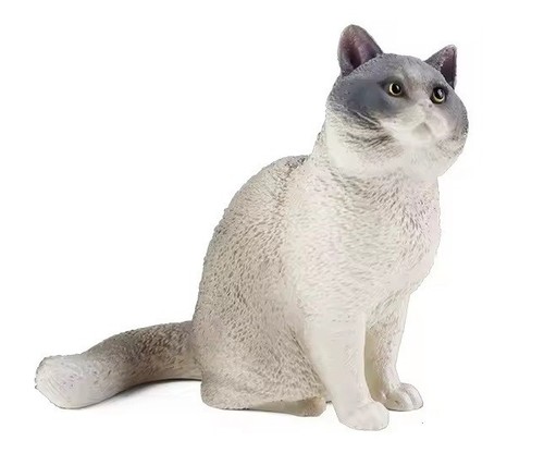 British shorthair cat - shorthair,