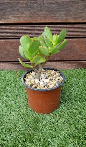 Crassula ovata 15cm de haut - "ovata",
