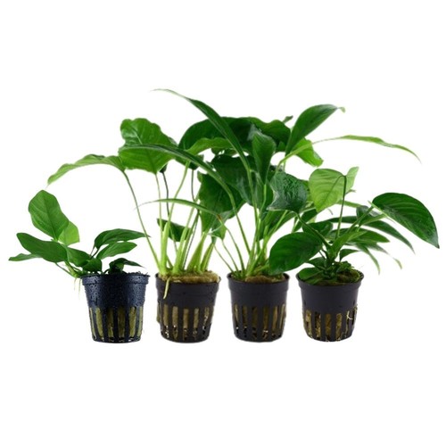 Anubias ensemble avec - anubias,