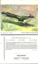 Publicité ancienne pharmaceutique Doloderm oiseau Coucou Huppé Madagascar 1950
