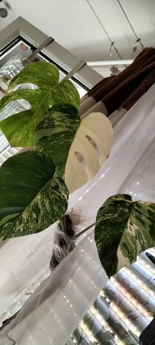 Monstera albo variegata - monstera, small