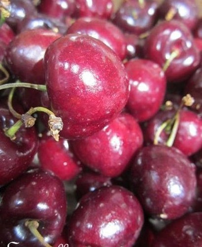 Cerisier gros fruits - ♫,