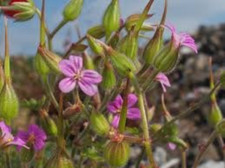 Le Géranium pourpré,Graines