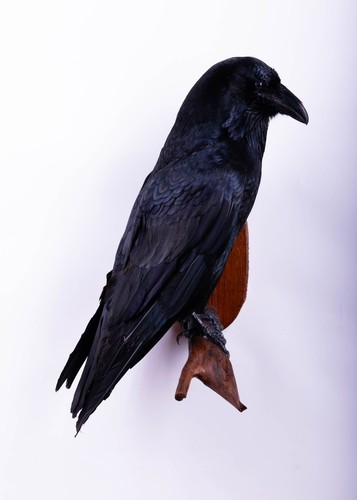 Taxidermy carrion crow bird - crow,