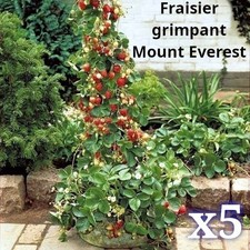 ? 5 Plants Fraisier Mount Everest grimpant racine nue remontants LEGUME ANCIEN