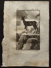 1799 - Buffon - Le Klippsbringer ou le sauteur des rochers - Gravure