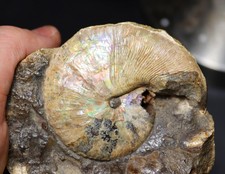 Cretaceous Ammonite