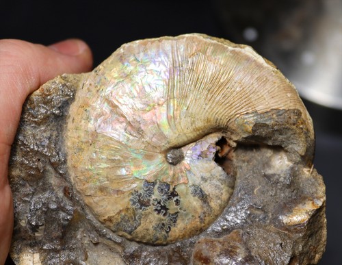 Cretaceous ammonite - cretaceous,
