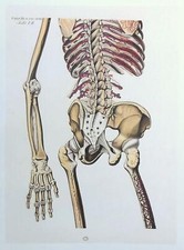 Lithographie Table Anatomique