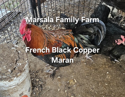 French black copper maran - black,