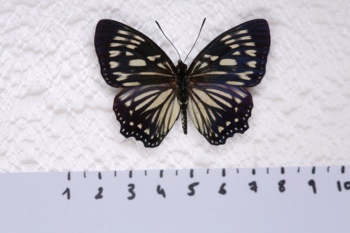 Euripus nyctelus femelle - euripus, nyctelus,