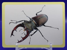Lucanus