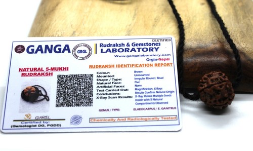 Certifié rudraksha perle - certifié,