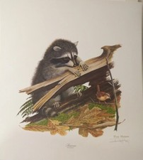 RAY HARM RACCOON WITH WREN-48
