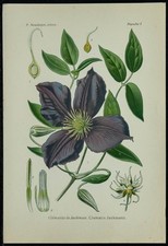 1898ca - Clématite - Planche