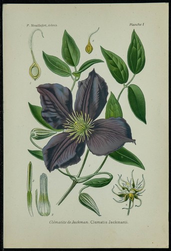 1898ca clématite planche - -,